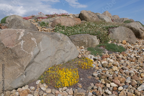 Steingarten mit Polsterblumen im Lausitzer Findlingspark Nochten photo