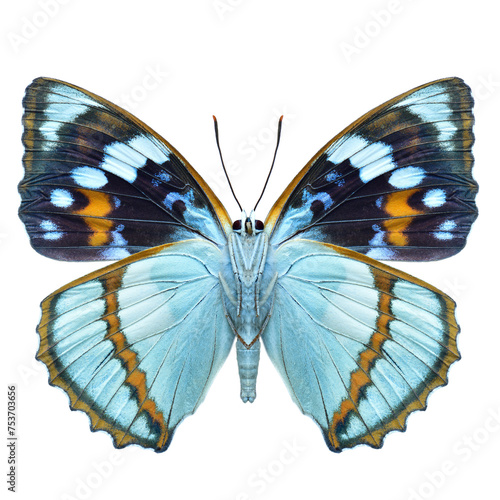 Mimathyma schrenckii forewing view, beautiful butterfly isolated on white background