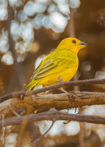 Beautiful tiny yellow bird standing at branch