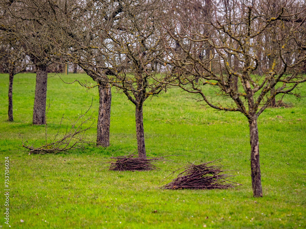 Frisch geschnittene Apfelbäume im Frühjahr Frisch geschnittene Apfelbäume im Frühjahr
