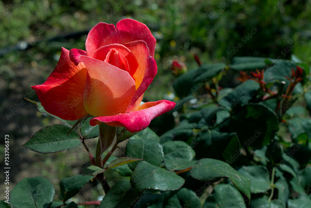 garden roses, on a green background of their foliage