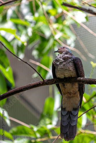 Barred Cuckoo-Dove (Macropygia unchall) in Southeast Asia photo