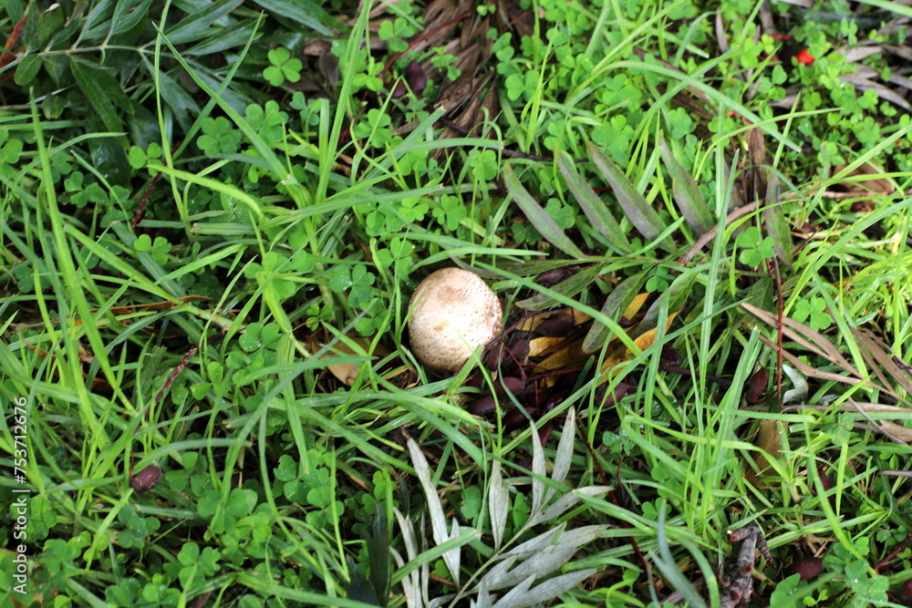 Toadstool mushrooms grow in a clearing in a city park. Toadstool mushrooms grow in a clearing in a city park.