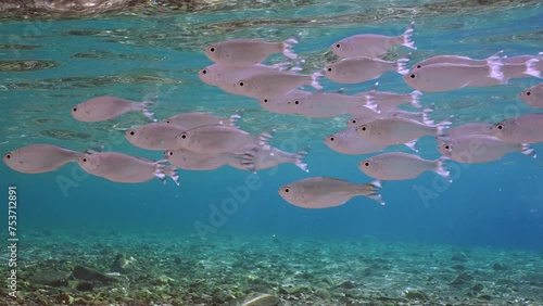 Shoal of Barred flagtail, Fiveband flagtail or Five-bar flagtail (Kuhlia mugil) floats in blue water over sandy bottom on sunny day in sunrays, Close-up, Slow motion photo