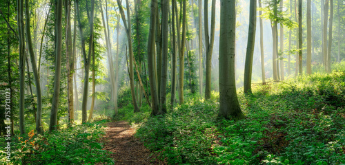 Panorama of Footpath through Natural Beech Forest with Sunbeams through Morning Fog