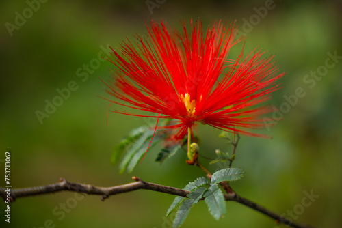 Red Ohia Lehua Flower