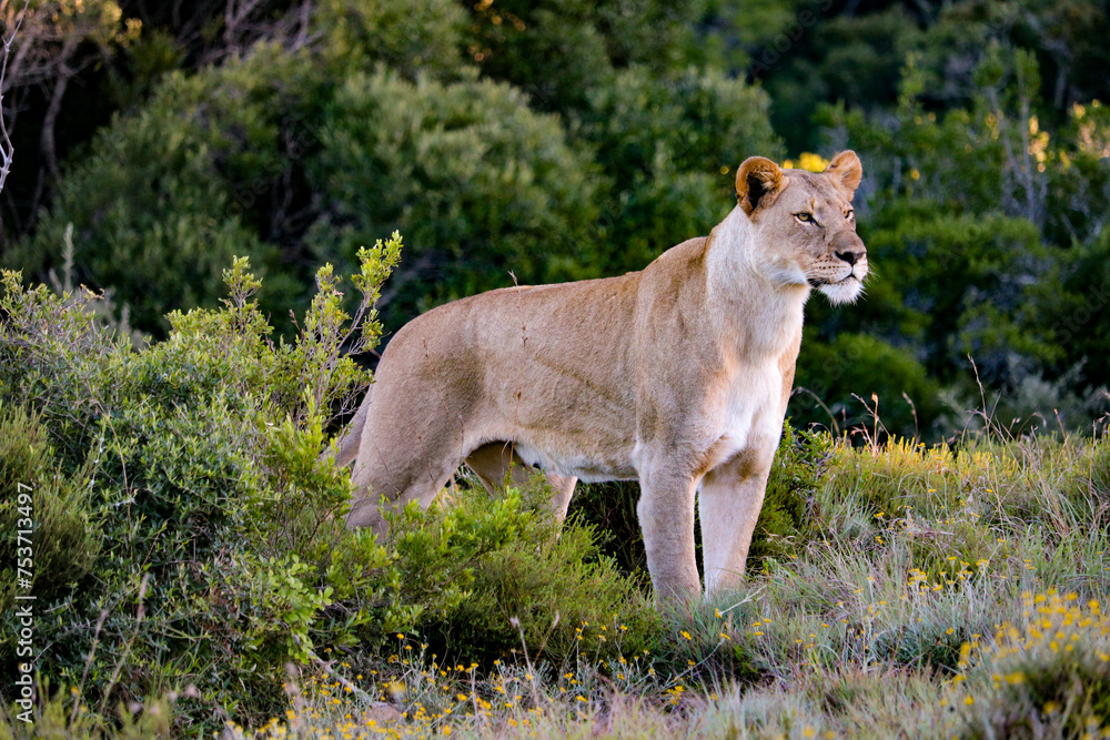 the lion observes the jungle for an evening meal the lion observes the jungle for an evening meal