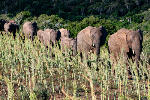 Canvas Print herd of elephants in the national park