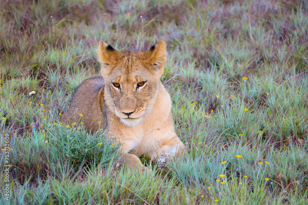 small lion baby lying in the grass small lion baby lying in the grass
