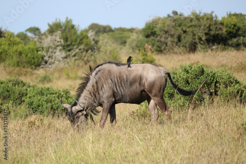gnu in the national park