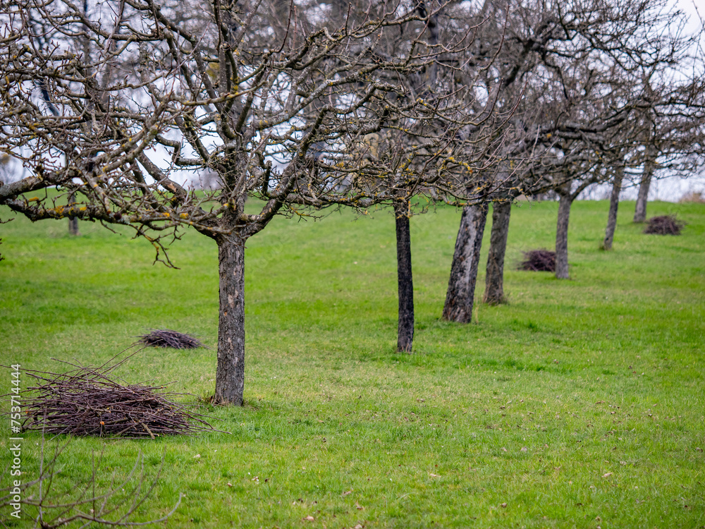 Fototapeta premium Frisch geschnittene Apfelbäume im Frühjahr