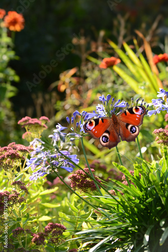 Schmetterling 1131