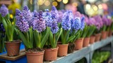 Many pots with bright spring flowers are arranged in a row at market or shop. Hyacinths in pots