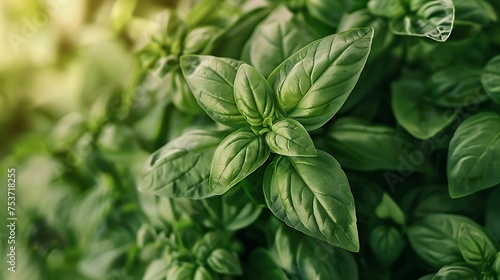 cluster of holy basil leaves, known for their adaptogenic and stress-relieving properties