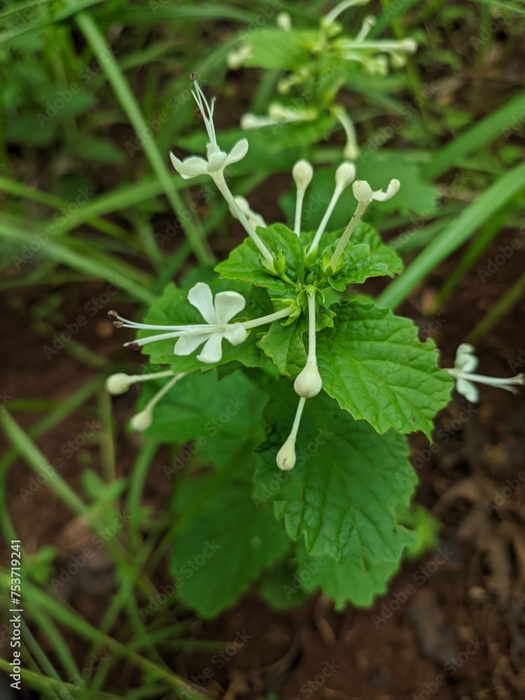 fresh kejibeling plant