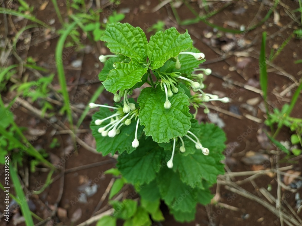 fresh kejibeling plant fresh kejibeling plant