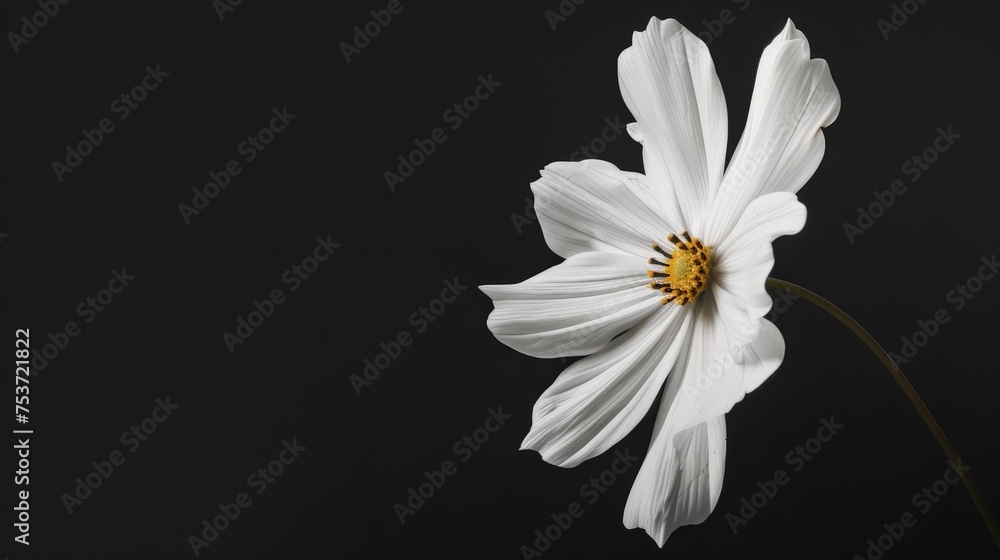 Obraz premium White flowers on black background