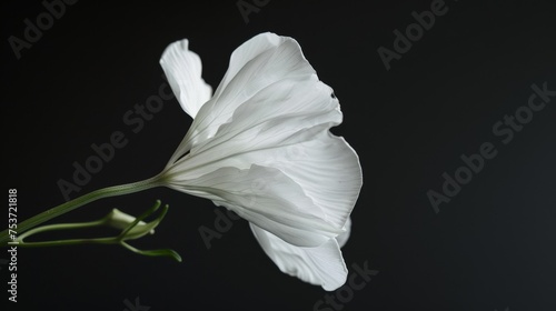 White flowers on black background