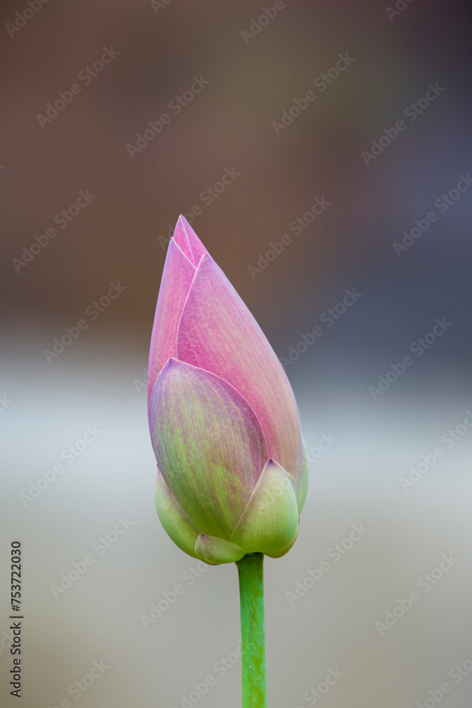 Young lotus flower