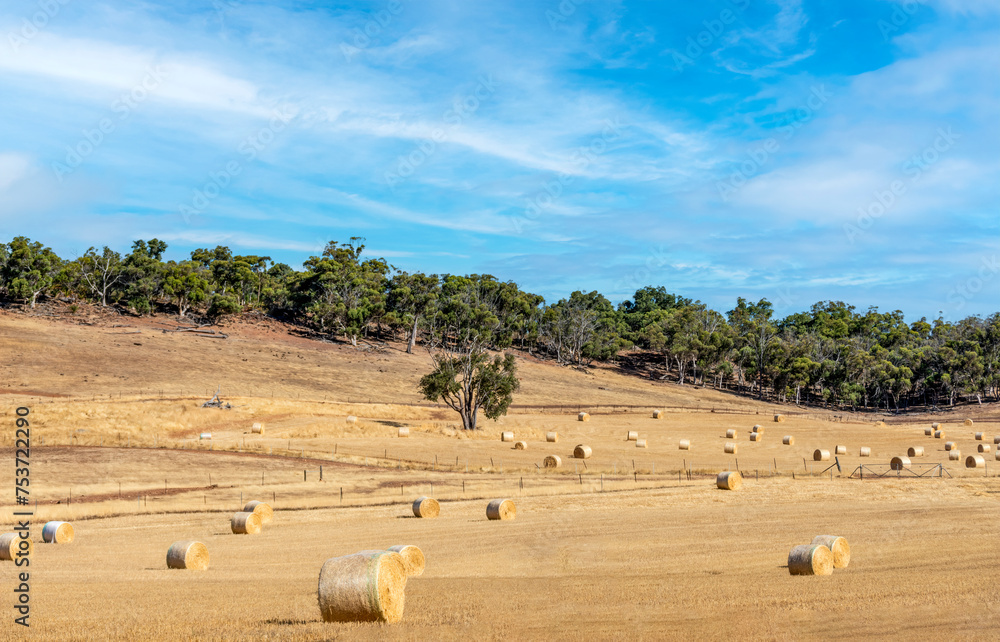Hay bails harvesting in golden field landscape in Rural Western Australia