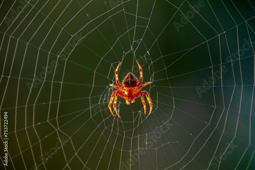 Typical web spider Araneus diadematus, very common in Brazil.