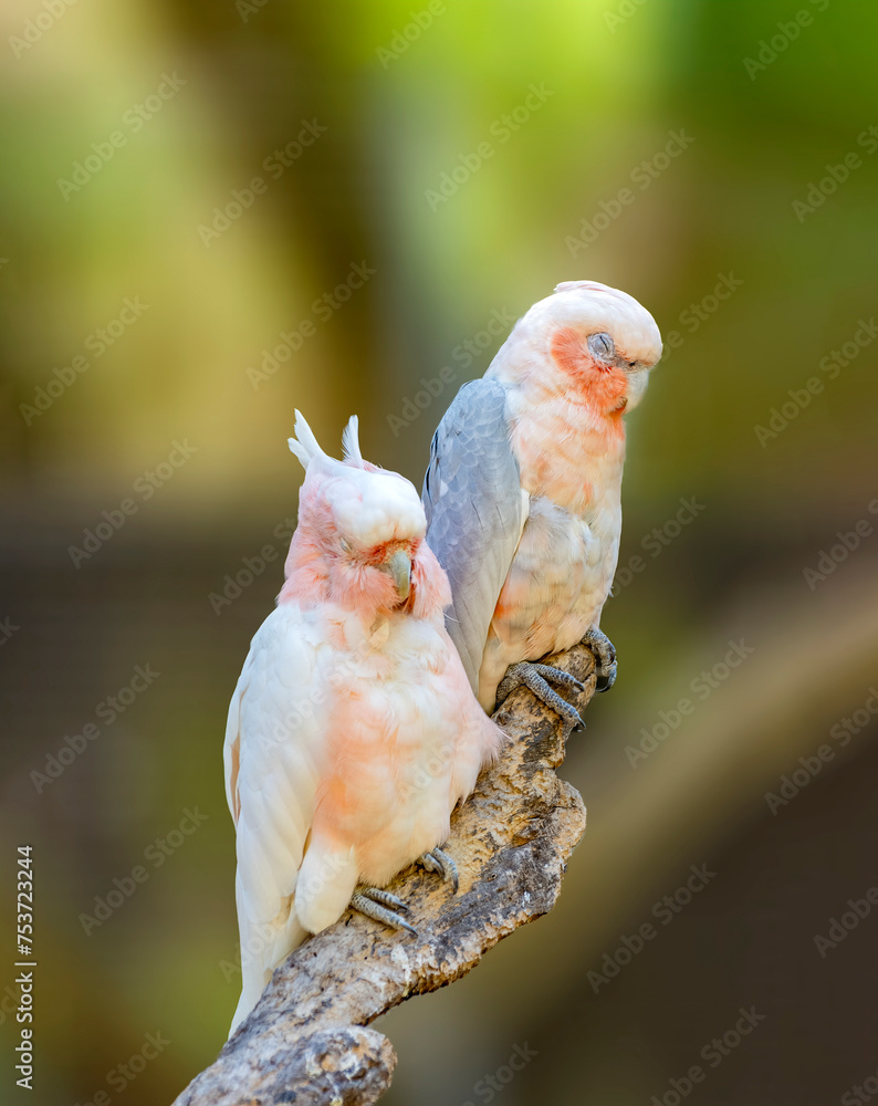 Pair of pink color Major mitchell's cockatoos (Lophochroa leadbeateri)
