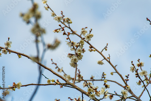 梅の花