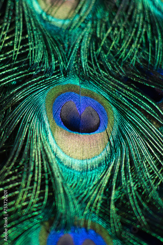pfauenfeder pfauenauge in makro großaufnahme, peacock feather peacock eye  macro close up