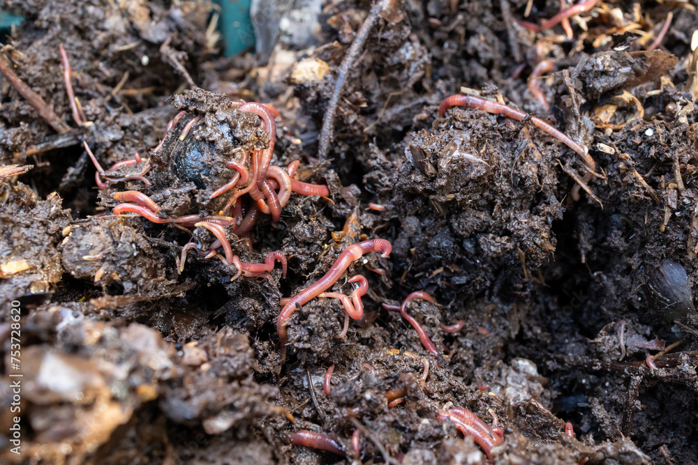 living soil with earthworms in the compost transforming organic matter. Towards a sustainable agriculture living soil with earthworms in the compost transforming organic matter. Towards a sustainable agriculture