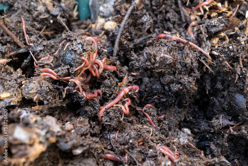 living soil with earthworms in the compost transforming organic matter. Towards a sustainable agriculture