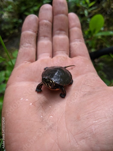 A man holds a small baby turtle in his hand. Taken by a lake in the summer