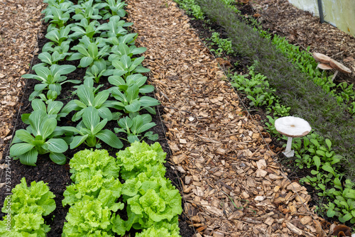 Tableau sur toile vegetables growing in an organic greenhouse