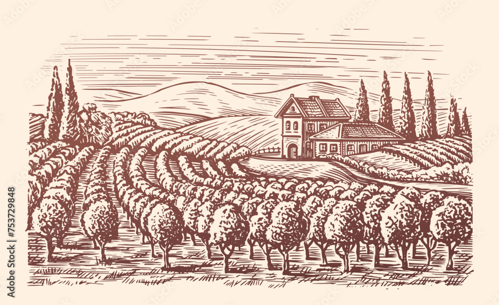 Vineyard landscape. Winery, viticulture sketch. Hand drawn vintage vector illustration