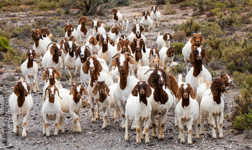 A herd of Boer goats (Capra aegagrus hircus) making their way to a farm gate near Barandas, Little, Karoo, Western Cape. photo