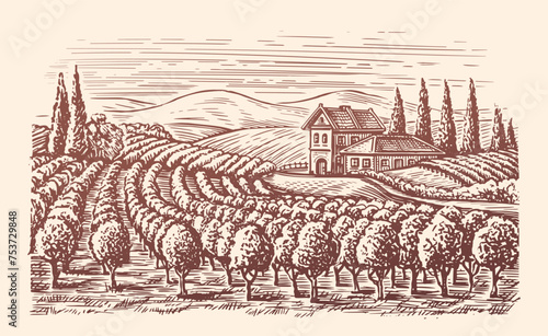 Vineyard landscape. Winery, viticulture sketch. Hand drawn vintage vector illustration