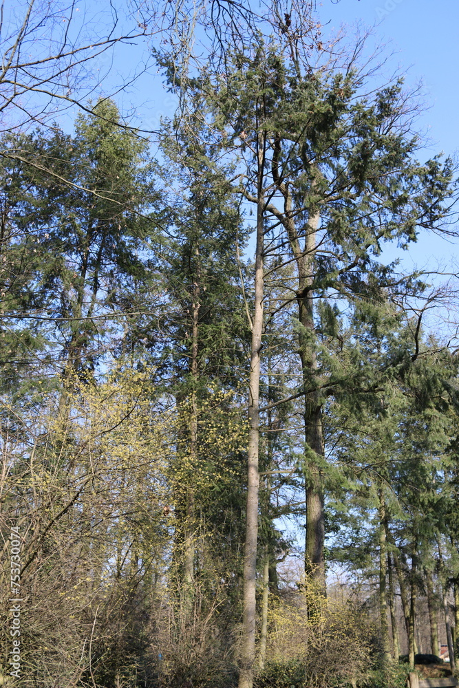 Fototapeta premium Trees on Schwanheim meadow in early spring