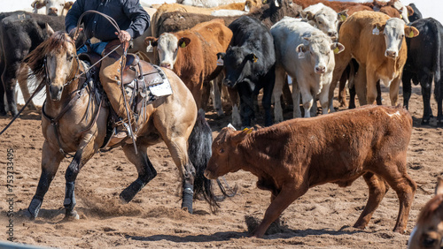 A steer and a cowboy in a cutting event