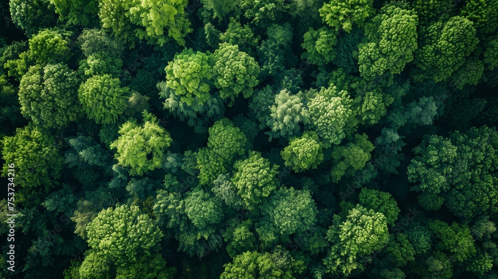 A serene aerial view of a lush green forest