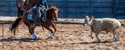 Steers and cowgirl in a cutting event