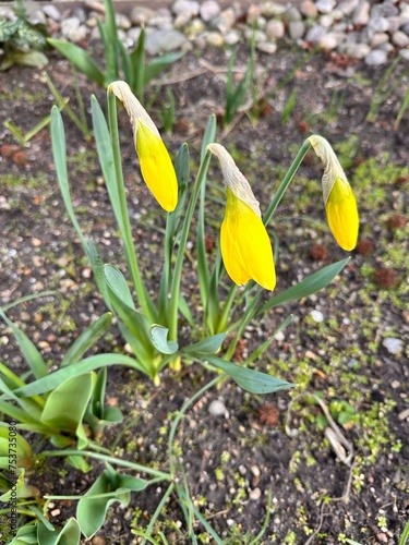 The first spring flowers are daffodils