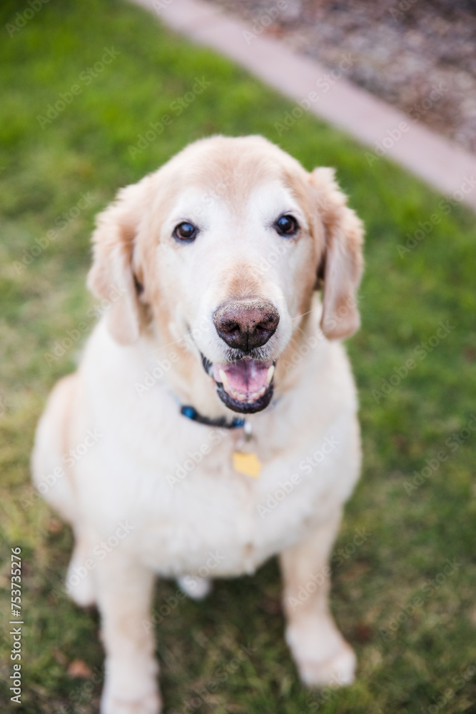 golden retriever