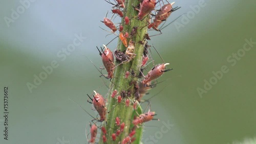 Colony of red aphids sucks juice of thistle, macro view insect in wild photo