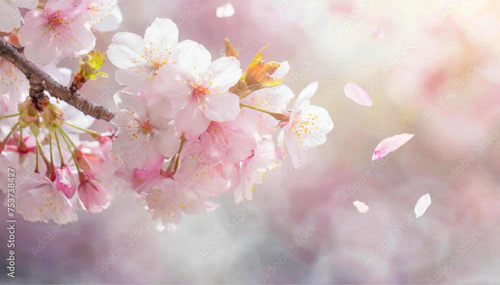 満開の桜と花びら