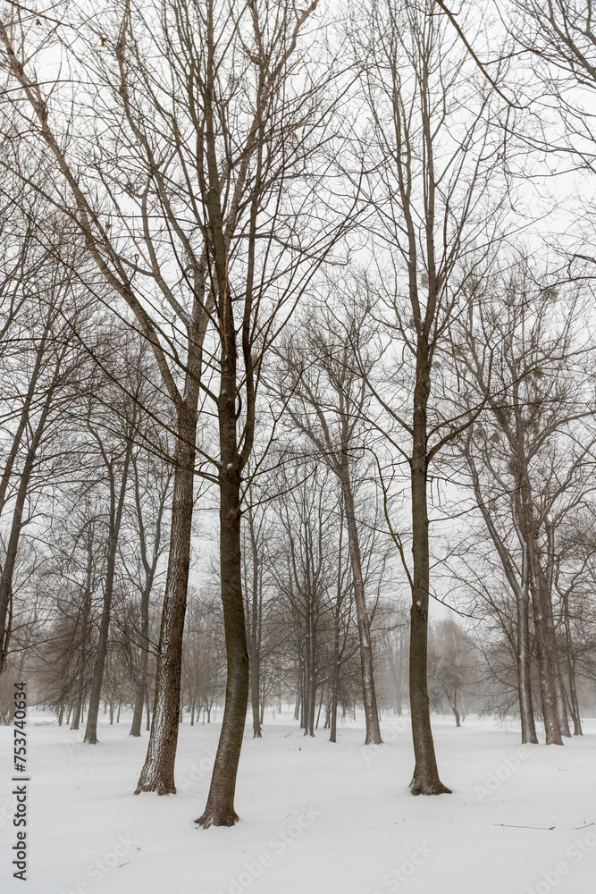 deciduous trees in winter during snowfall deciduous trees in winter during snowfall