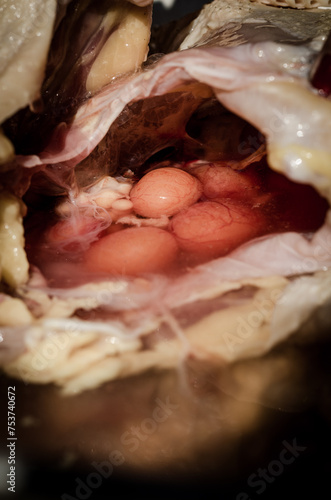 Foto chicken intestines gutting