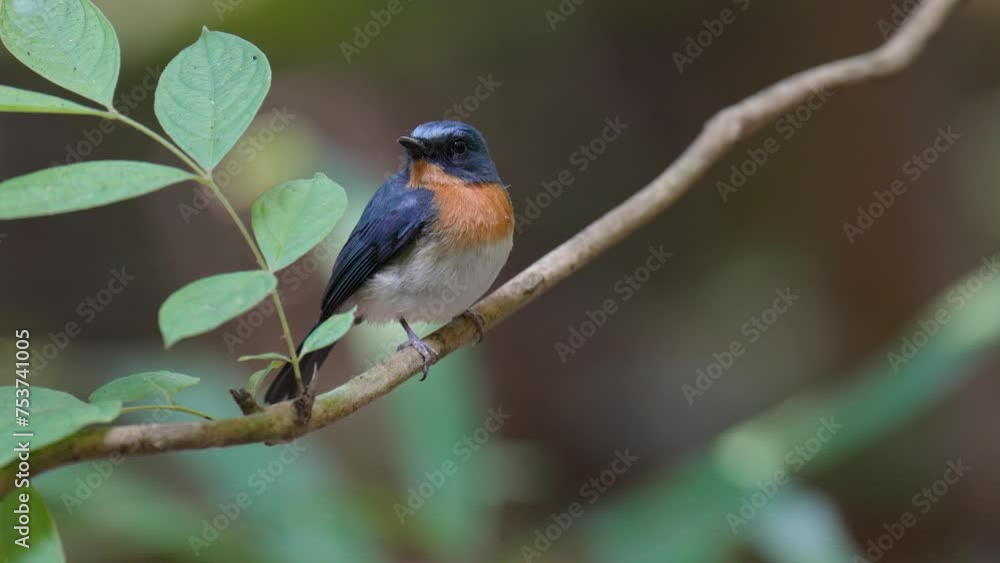 Tickell's Blue Flycatcher(male) bird-watching in nature