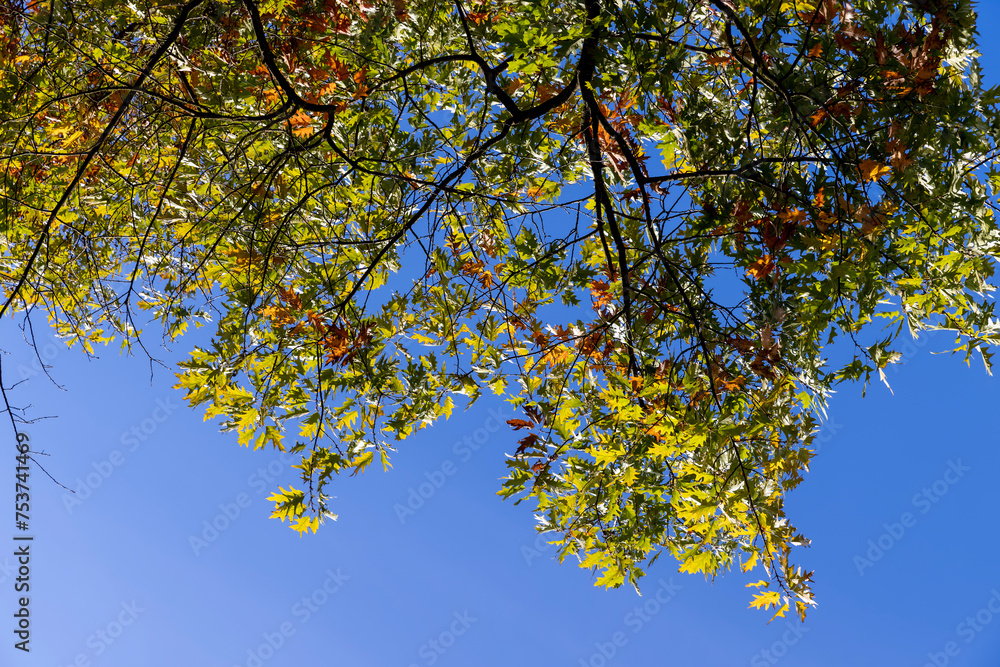 oak tree during the autumn season before leaf fall oak tree during the autumn season before leaf fall