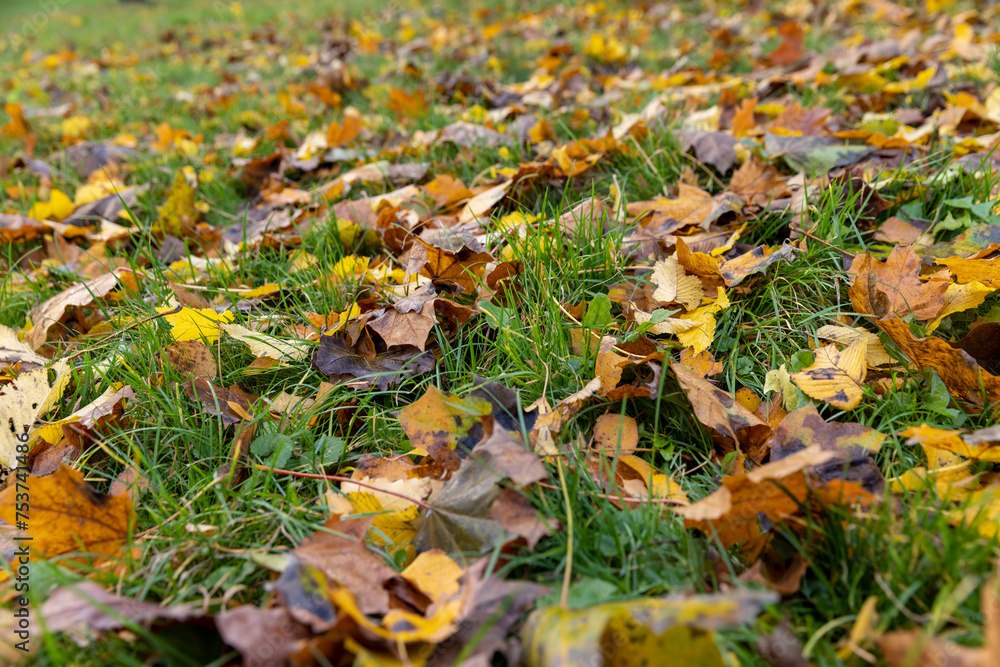 falling maple foliage in mid-autumn falling maple foliage in mid-autumn