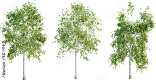 Konstfotografi Betula pendula 4k png cutout