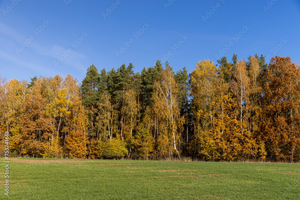 green winter wheat on the edge of the forest with yellow foliage green winter wheat on the edge of the forest with yellow foliage